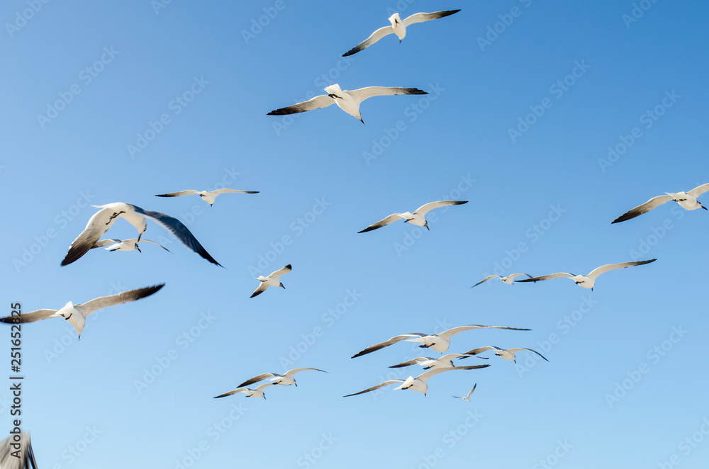 Obraz premium gaviotas