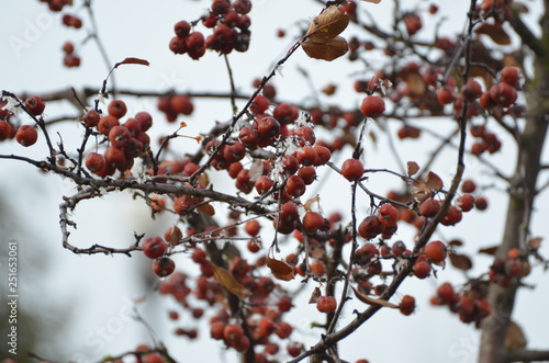 winter rowan