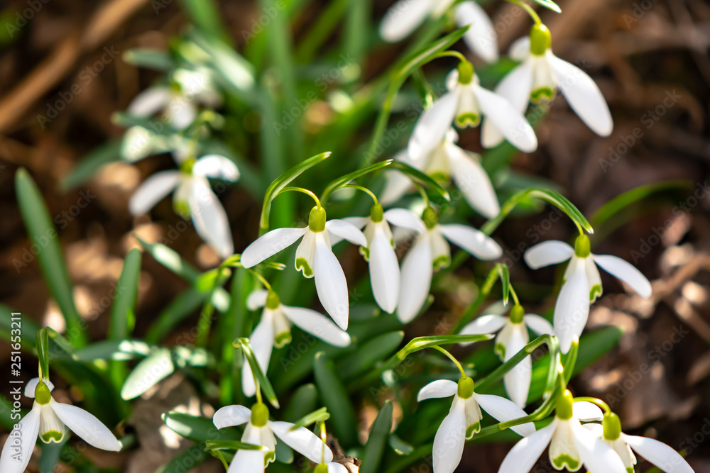 Early flowering Snowdrops (Galanthus Amaryllidaceae) between dry leaves in sunlight Early flowering Snowdrops (Galanthus Amaryllidaceae) between dry leaves in sunlight