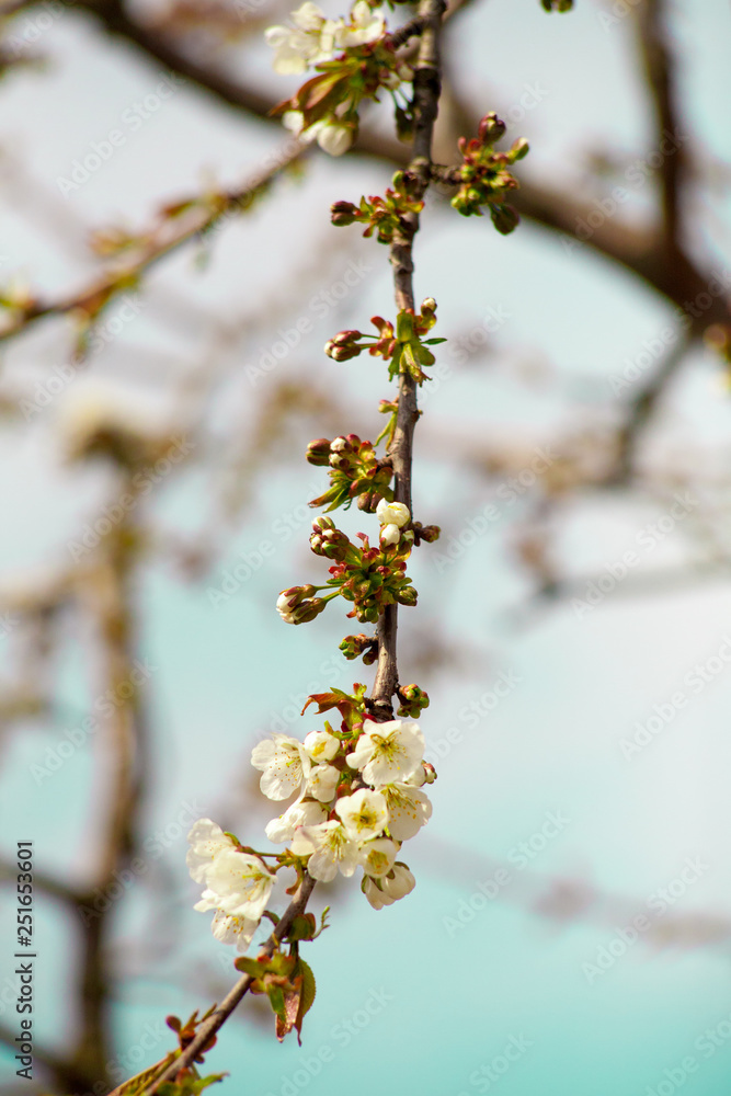 Branches of blossoming apricot macro Branches of blossoming apricot macro