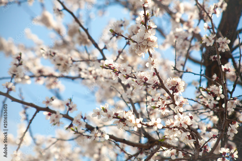 Branches of blossoming apricot macro