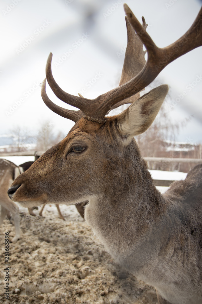 portrait of a deer portrait of a deer