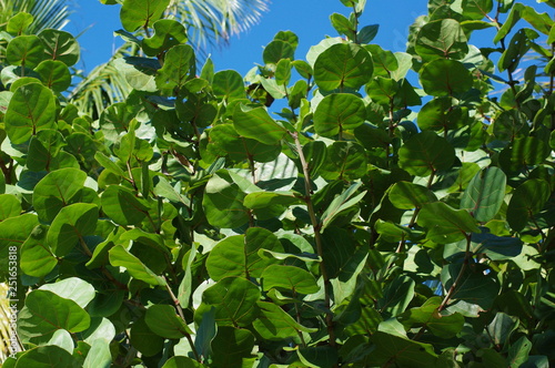 Seagrape trees and blue skies in Miami Beach, Florida, USA