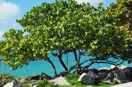 Seagrape trees, clear blue water and blue skies in Miami Beach, Florida, USA	