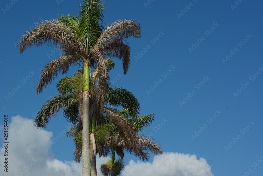 Palm trees and blue skies in Florida