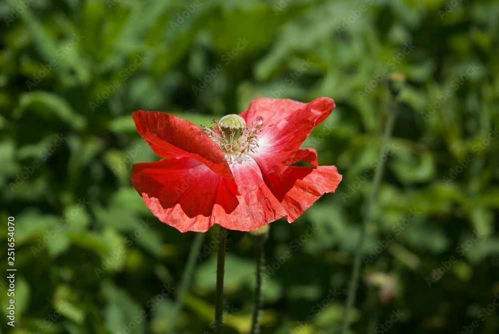 Fototapeta premium Close up of red flower