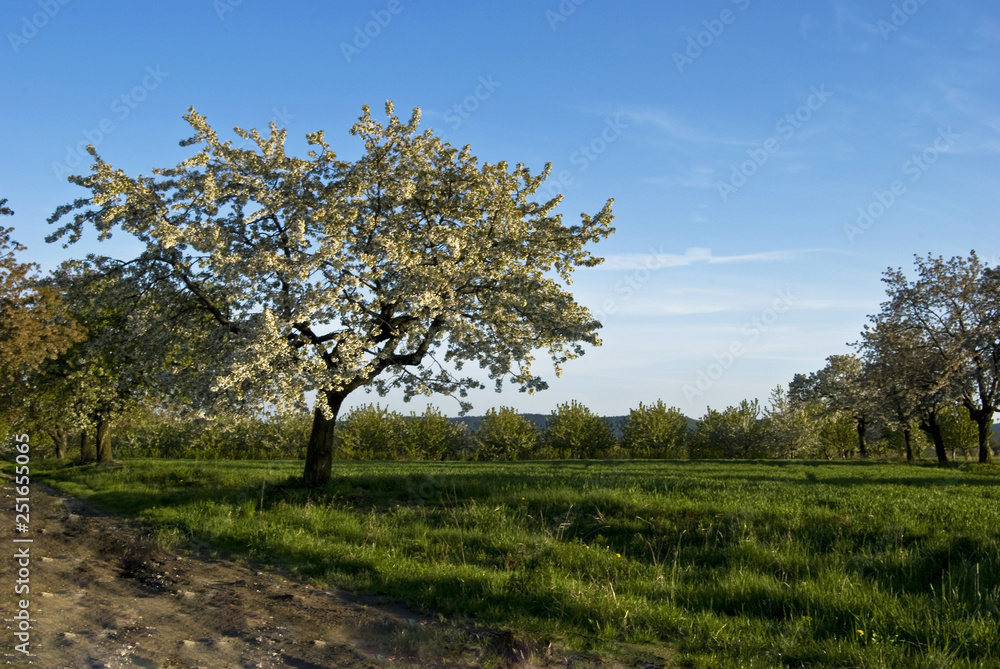 Tree in a field