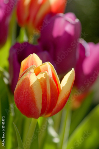 Tulpe