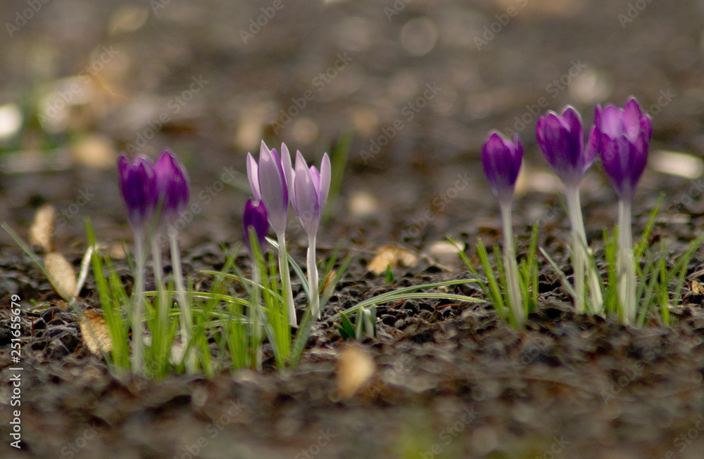 Obraz premium Krokus
