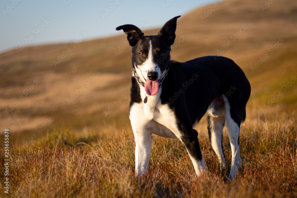 Welsh Collie Dog working on a mountain farm near Brecon Beacons at Sunset