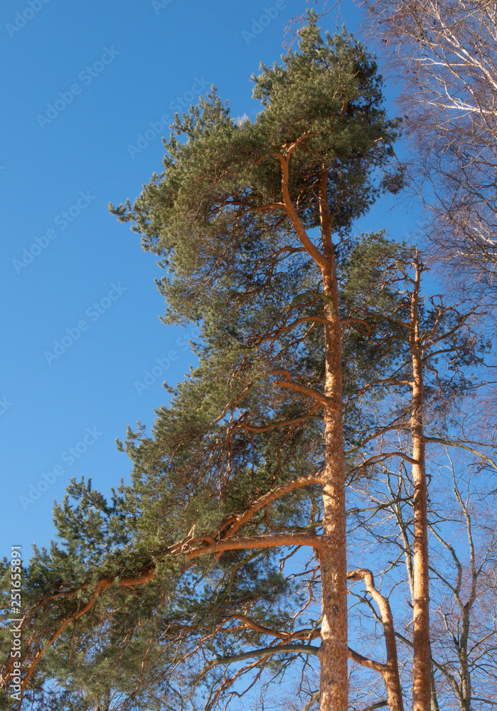 Fototapeta premium pine and blue sky