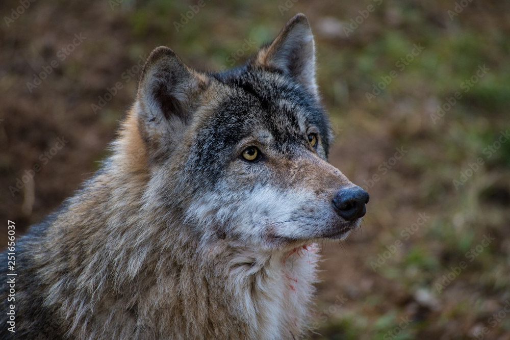 Wolf, Porträt, in natürlicher Umgebung Wolf, Porträt, in natürlicher Umgebung