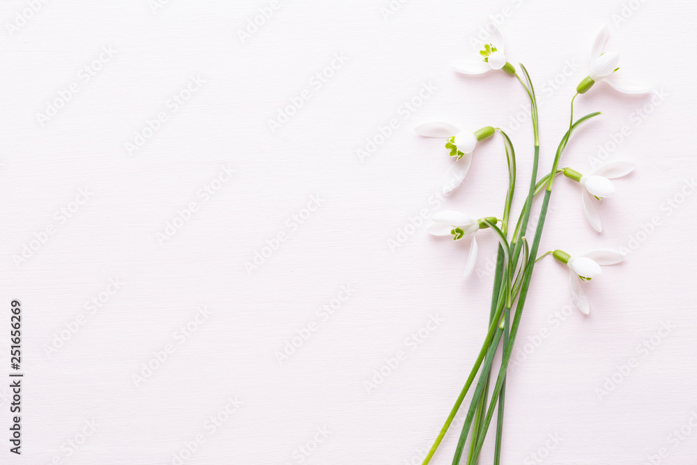 Fresh snowdrops on pink background with place for text. Spring greeting card.