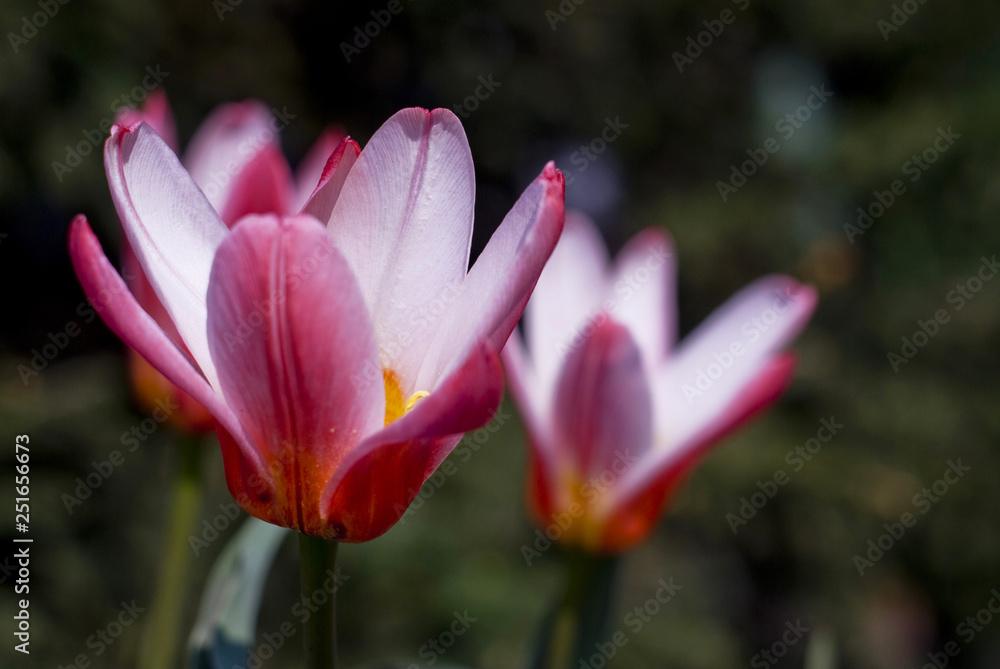 Fototapeta premium Pink tulips flowers