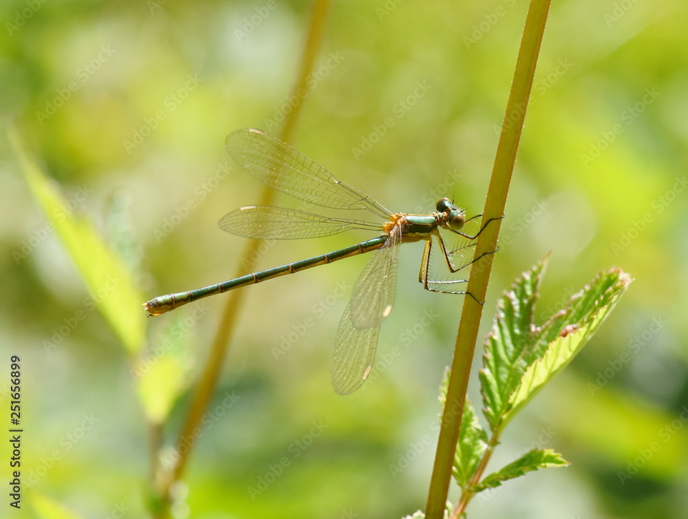 The emerald damselfly Lestes sponsa sitting in vegetation The emerald damselfly Lestes sponsa sitting in vegetation