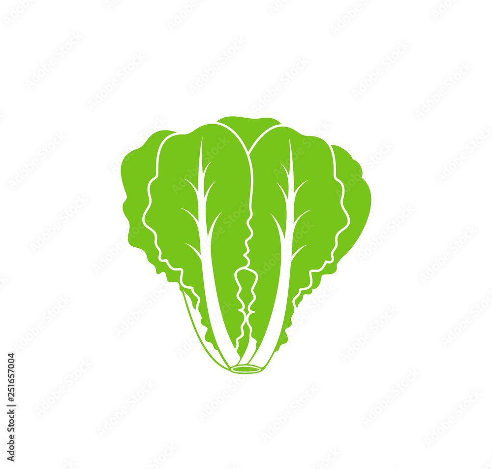 Romaine lettuce. Isolated lettuce on white background. Logo - obrazy, fototapety, plakaty 