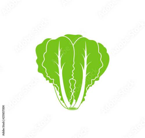 Romaine lettuce. Isolated lettuce on white background. Logo