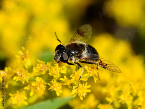 Hoverfly Eristalis tenax collecting pollen in a yellow flower