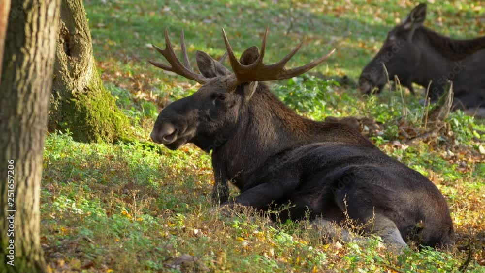 Elk (Alces alces) relaxing in forest Elk (Alces alces) relaxing in forest