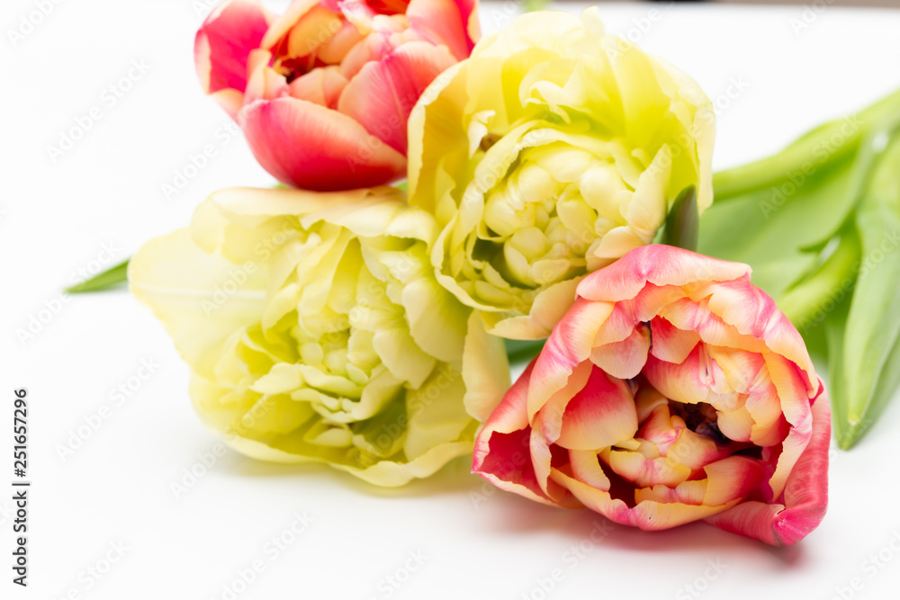 Pink color tulips on the white background. Retro vintage style. Pink color tulips on the white background. Retro vintage style.