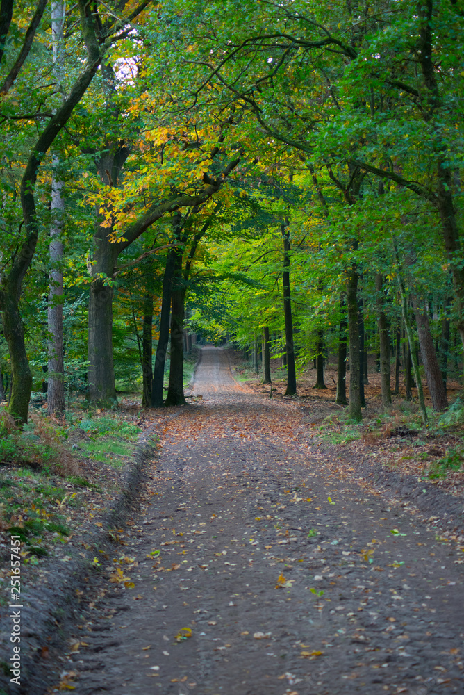 road in the forest road in the forest