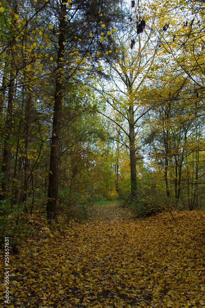Obraz premium autumn in the forest