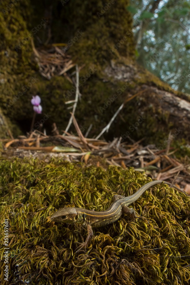 Fototapeta premium ramarro gigante juv
