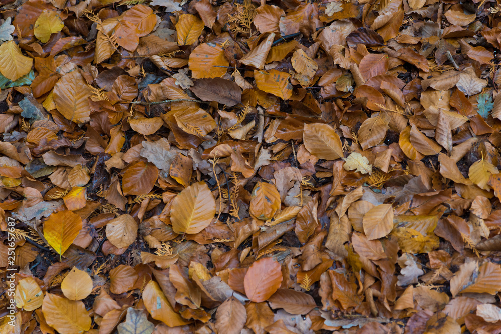 autumn leaves background autumn leaves background