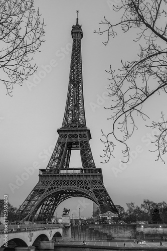 Fototapeta Naklejka Na Ścianę i Meble -  The Eiffel Tower in the branches of the tree.