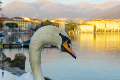 Fototapeta Naklejka Na Ścianę i Meble -  Swans on promenade,  Lugano