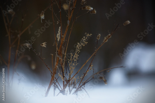 (C)Pantick        Pavel Burkov