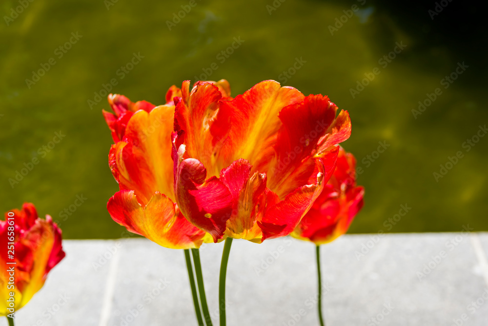 Tulipa of the Flaming Parrot  species