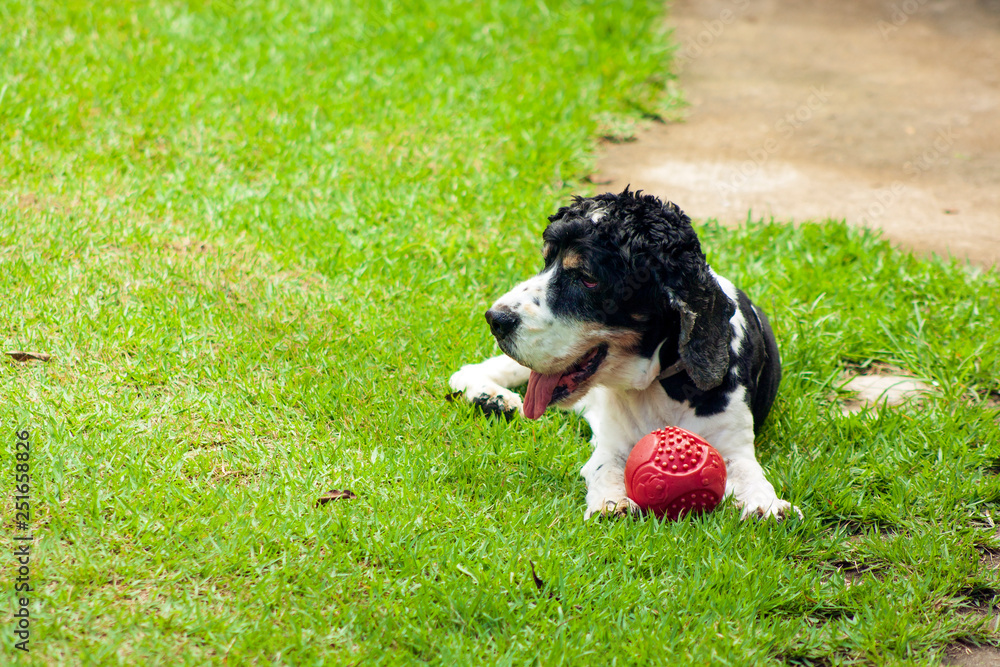 Fototapeta premium Cachorro Tonico IMG_2456