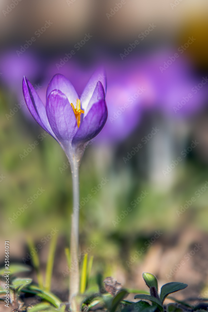 View of blooming spring flowers crocus growing in springtime. Crocus growing. Concept: flowers and plants View of blooming spring flowers crocus growing in springtime. Crocus growing. Concept: flowers and plants