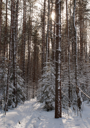 Wild nature of midle Russia. Lot of snow, sun and winter © Антон Ямщиков