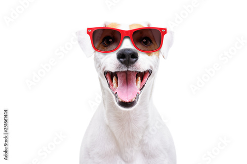 Portrait of a funny dog Jack Russell Terrier in sunglasses isolated on white background