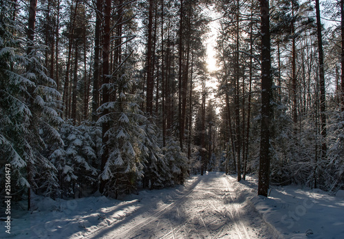 Wild nature of midle Russia. Lot of snow  sun and winter