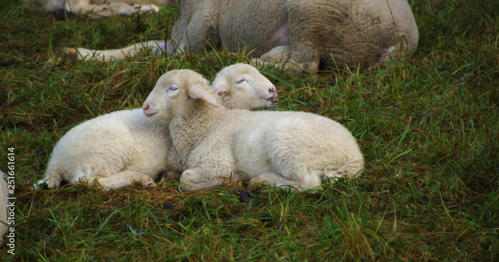 Zwei Lämmer kuscheln im Gras - Nahaufnahme Zwei Lämmer kuscheln im Gras - Nahaufnahme