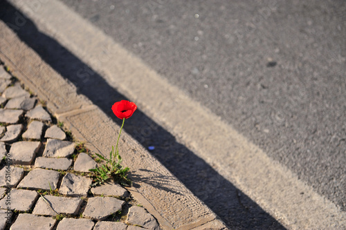 Red poppy flower growing at the road