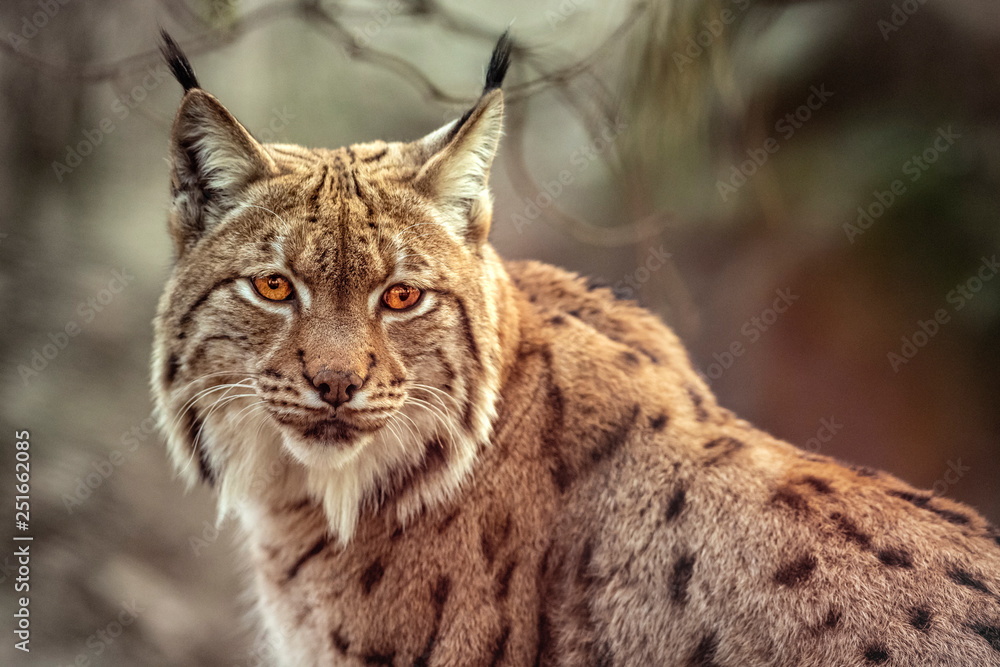Lynx Lynx