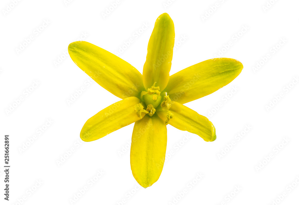 Yellow spring flower isolated Yellow spring flower isolated