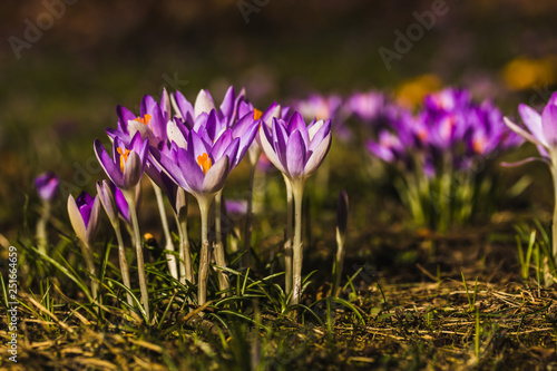 Several purple crocuses close-up on a blurred background.