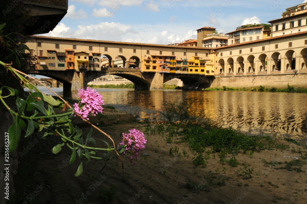 Pink Flower under the famous Old Bridge in Florence. The Ponte Vecchio (