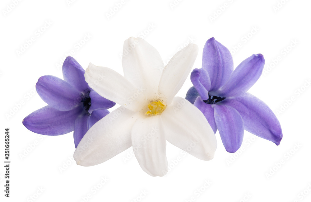 Obraz premium hyacinth flower isolated