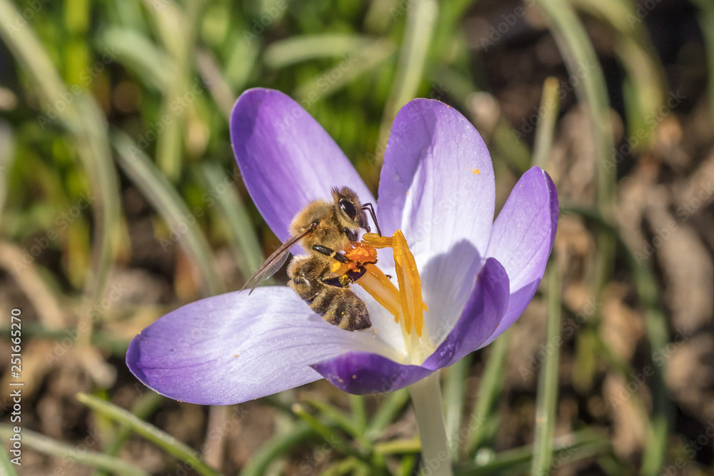 insekt auf krokus insekt auf krokus