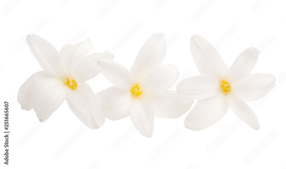 Fototapeta premium hyacinth flower isolated