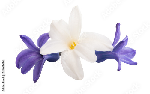Obraz na plátně hyacinth flower isolated