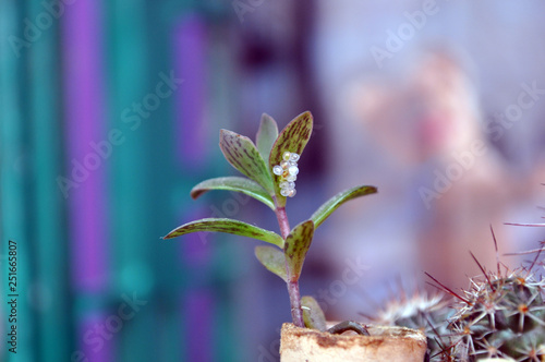 ARTISTIC PHOTO OF INSECT EGGS ON A KALANCHOE PLANT