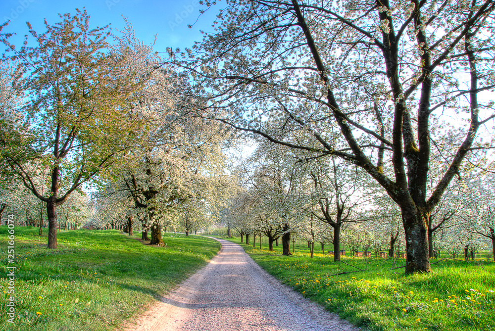 Cherry blossoms in spring