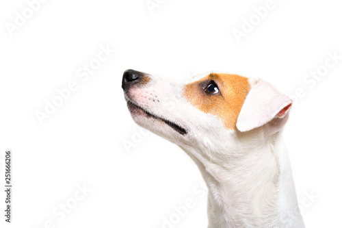 Fototapet Portrait of a Jack Russell Terrier dog looking up, side view, isolated on white